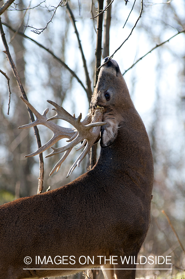 White-tailed buck scent marking branch. 