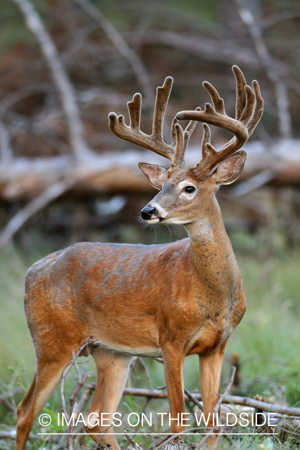 White-tailed buck in velvet.