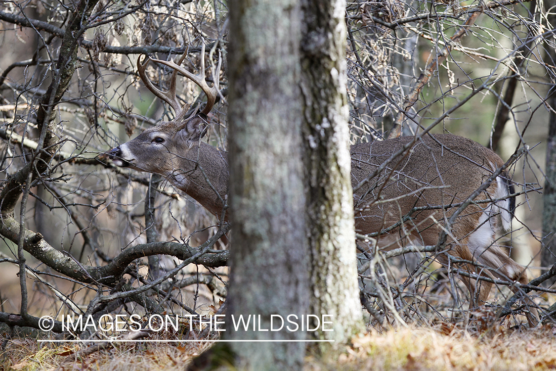 White-tailed buck scent marking branch.