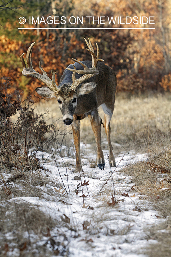 White-tailed buck in habitat.