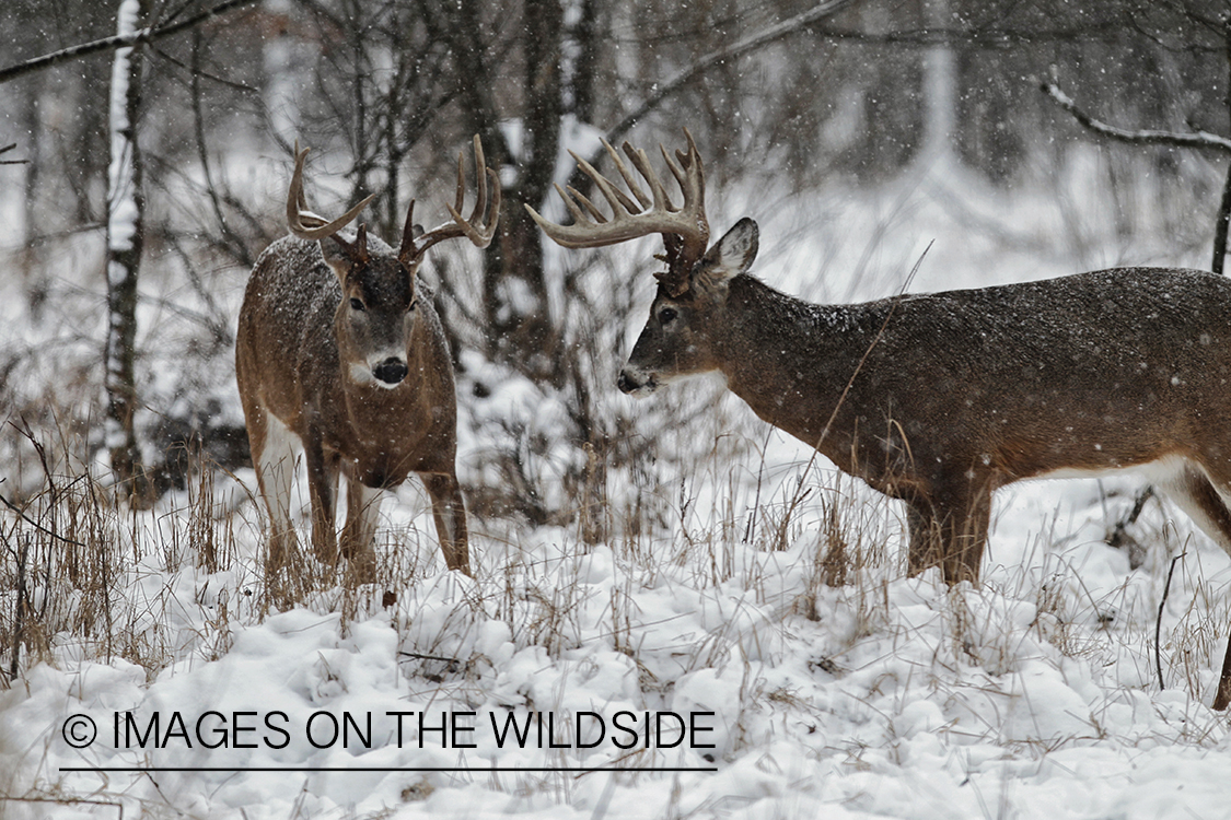 White-tailed bucks in winter habitat.