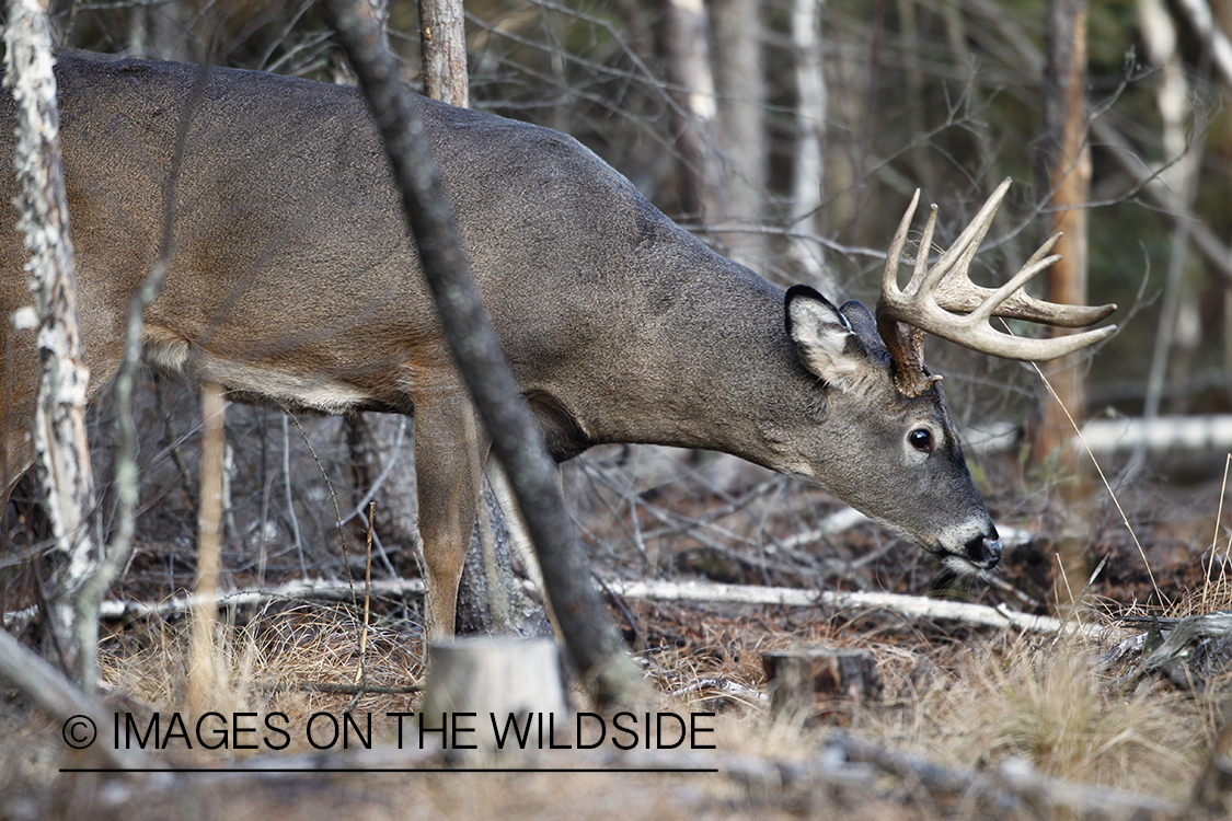 White-tailed buck displaying aggressive behavior.