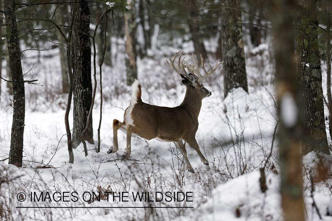 White-tailed buck fleeing in winter habitat.