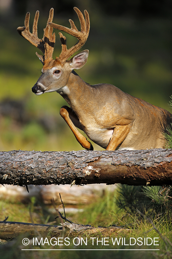 White-tailed buck in habitat.