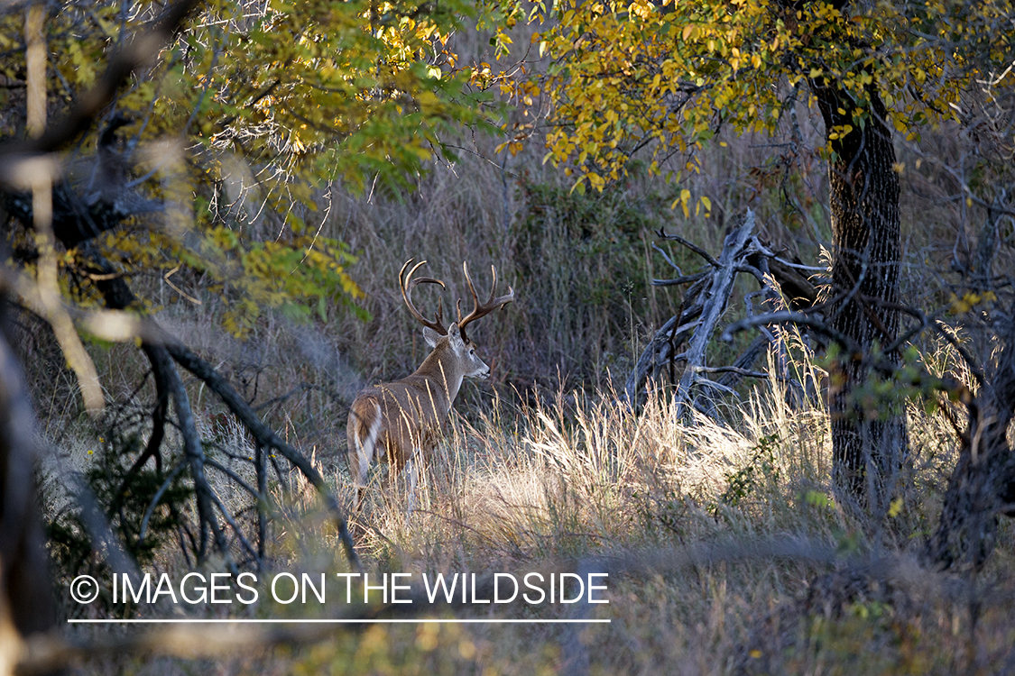 White-tailed buck in habitat. 