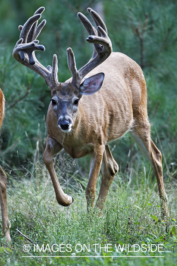 White-tailed buck in velvet.