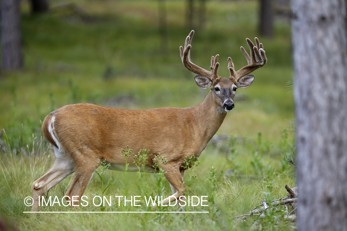 White-tailed buck in velvet.