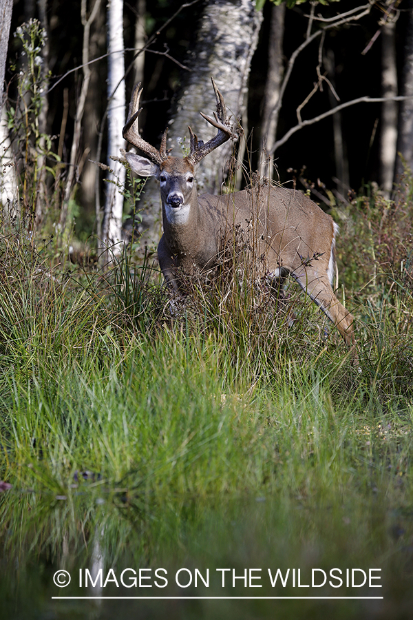 White-tailed buck in habitat.