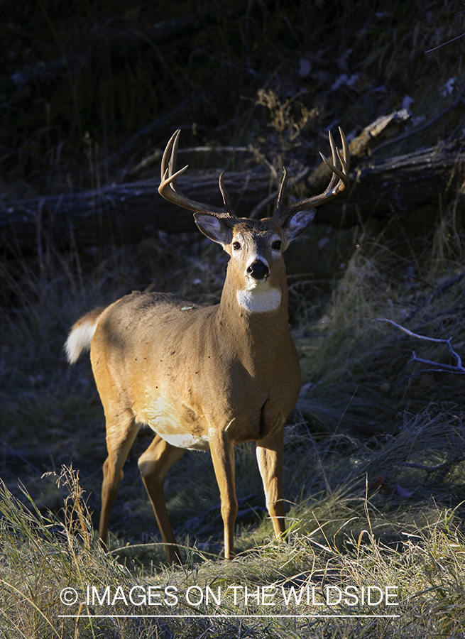 White-tailed buck in habitat.