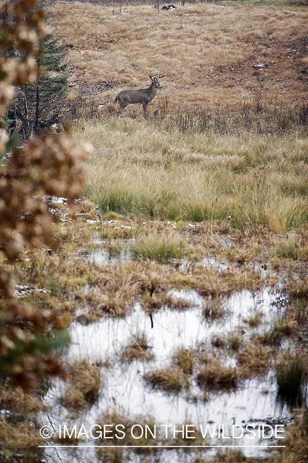 White-tailed buck in habitat.