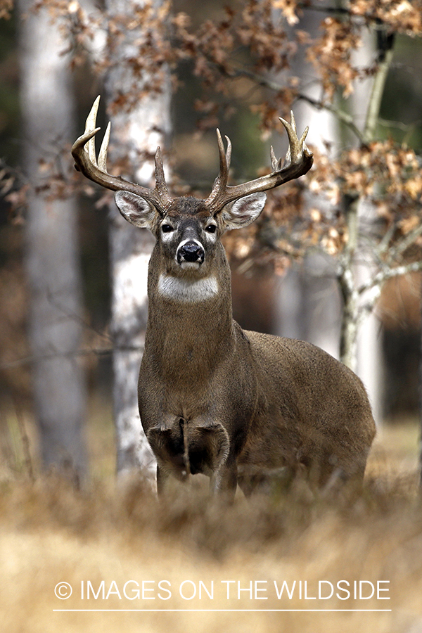 White-tailed buck in rut.