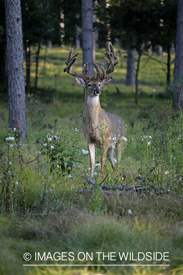 White-tailed Buck in Velvet.