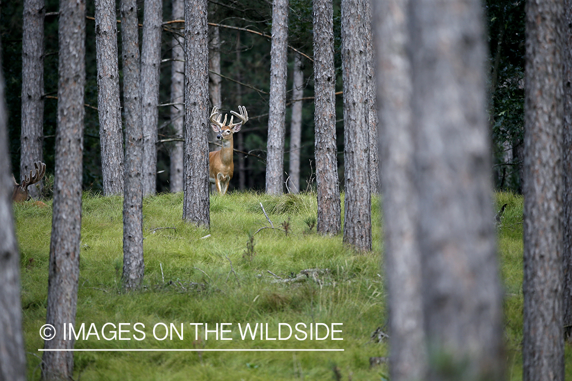 White-tailed buck in Velvet.