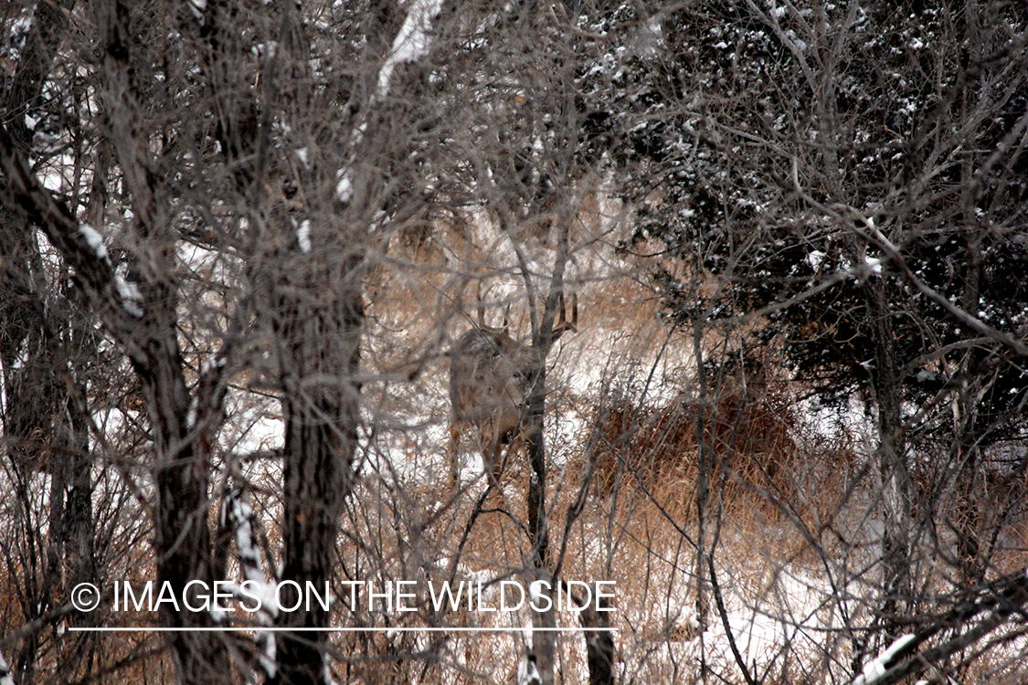 White-tailed buck walking though woods.