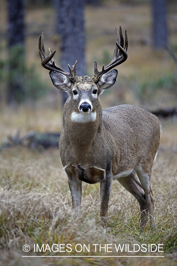 White-tailed buck in woods.