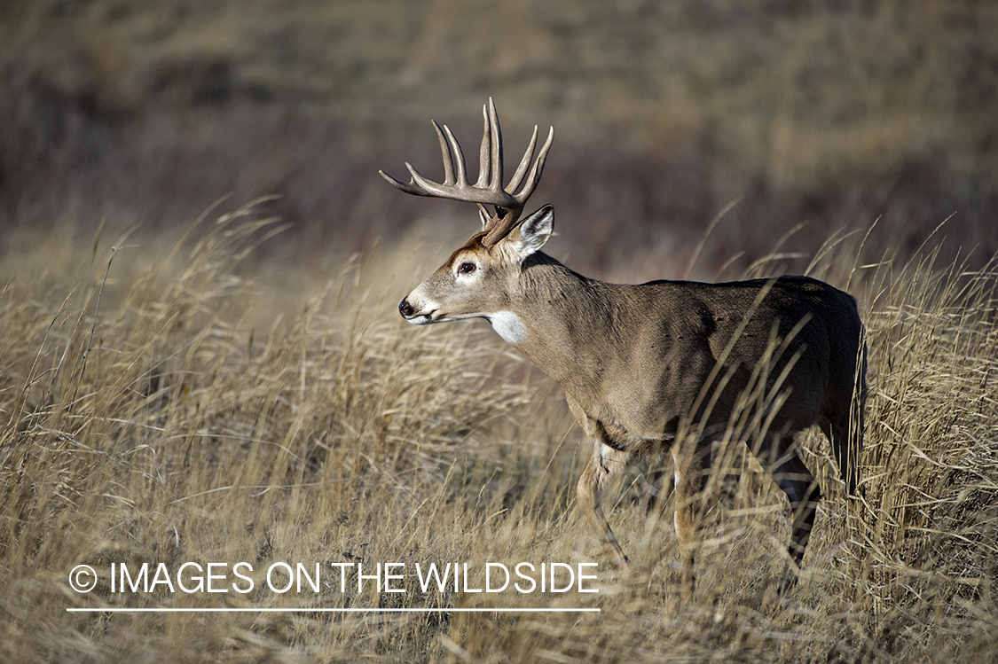 White-tailed buck in habitat.