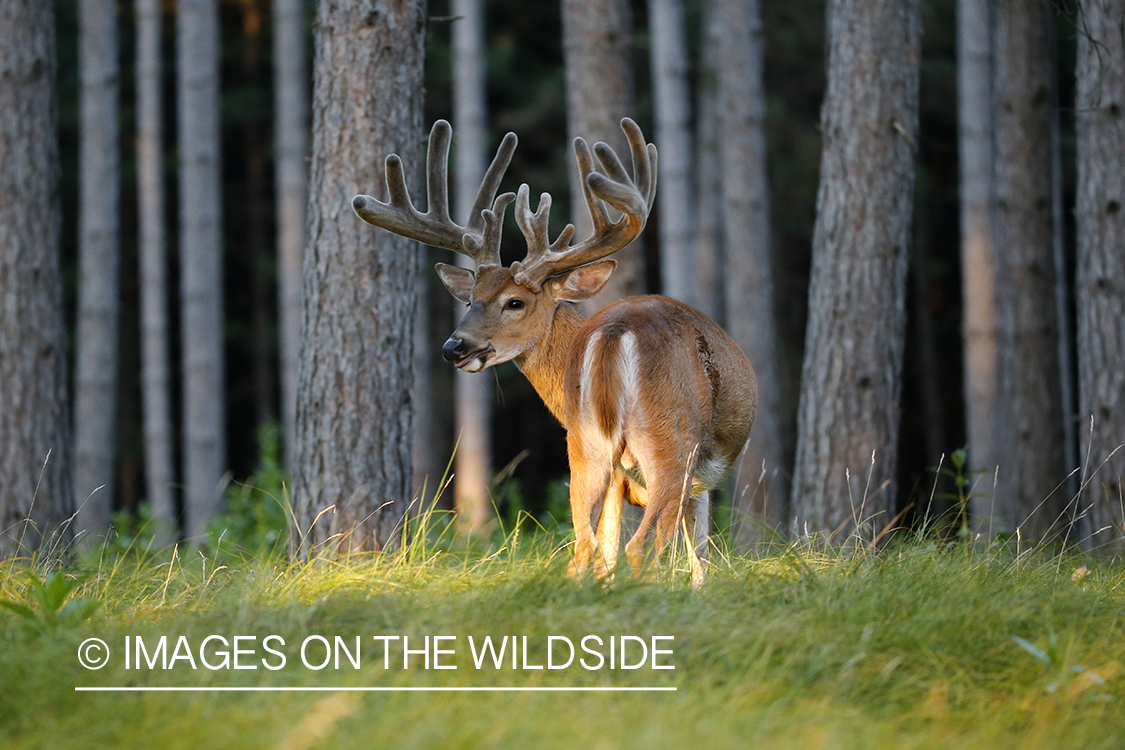 White-tailed buck in velvet.