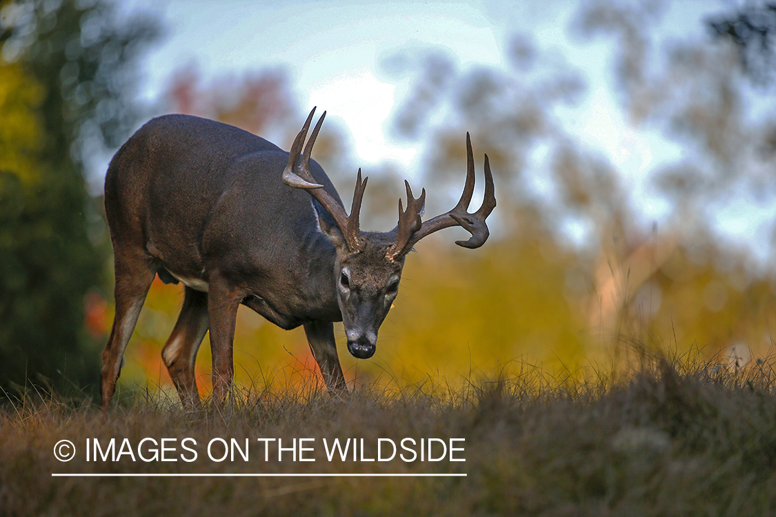 White-tailed buck in field.