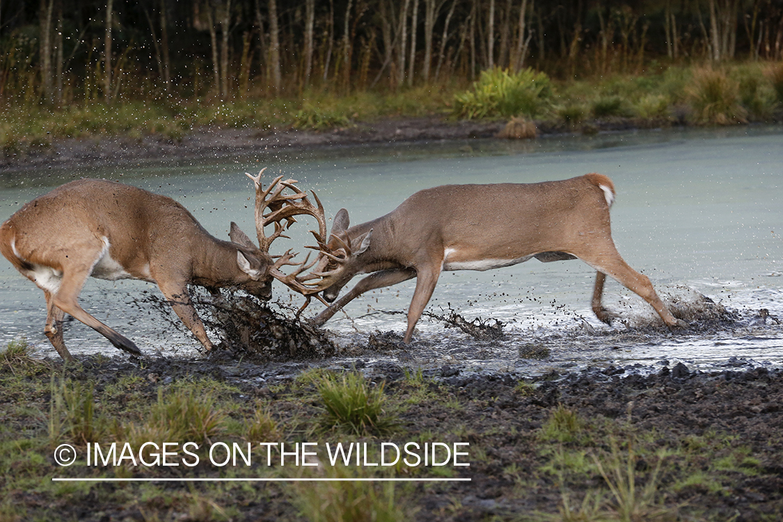 White-tailed bucks fighting during rut.