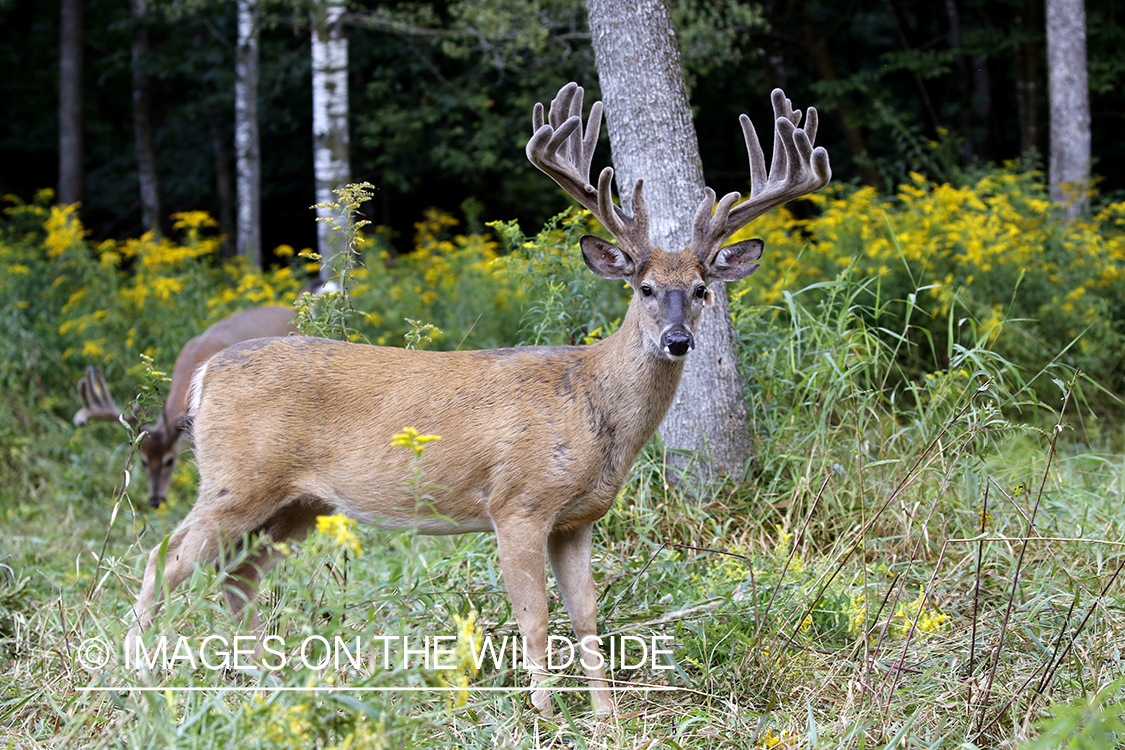 White-tailed buck in field.