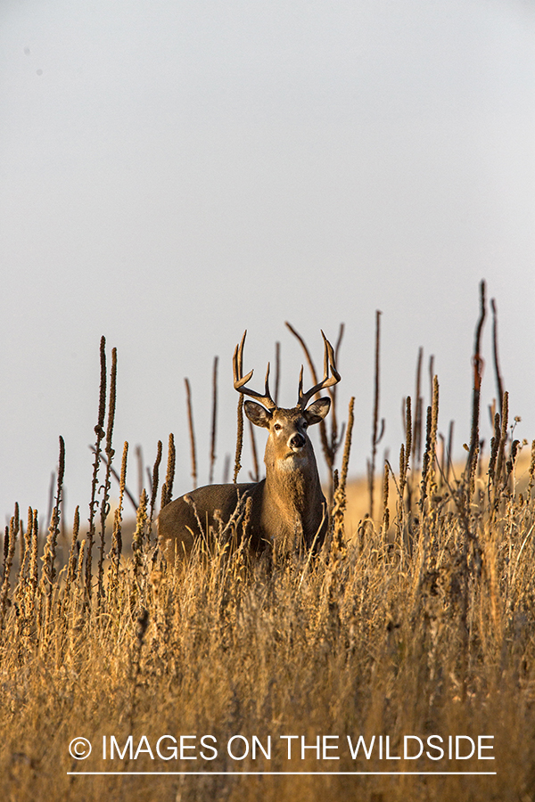 White-tailed buck in field.