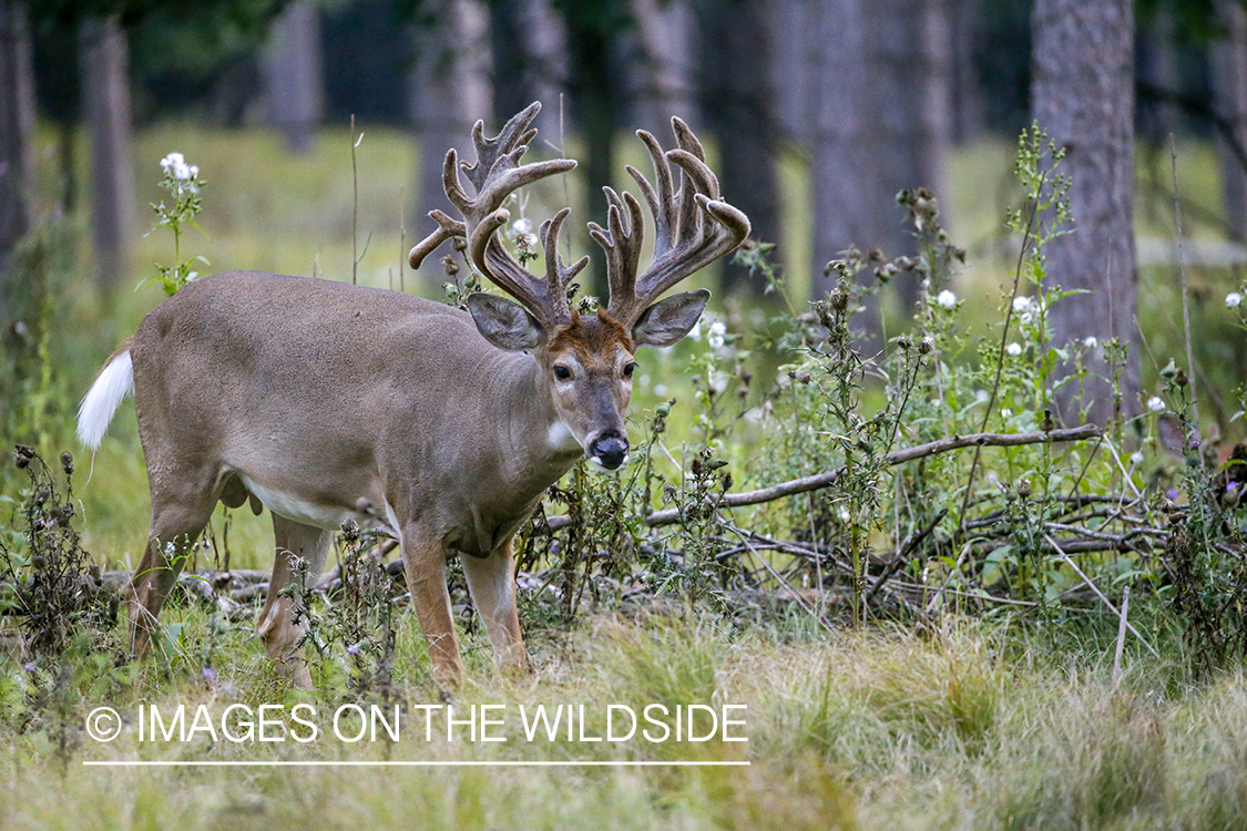 White-tailed buck in Velvet.