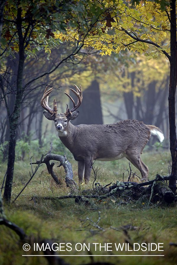 White-tailed buck in the rut.