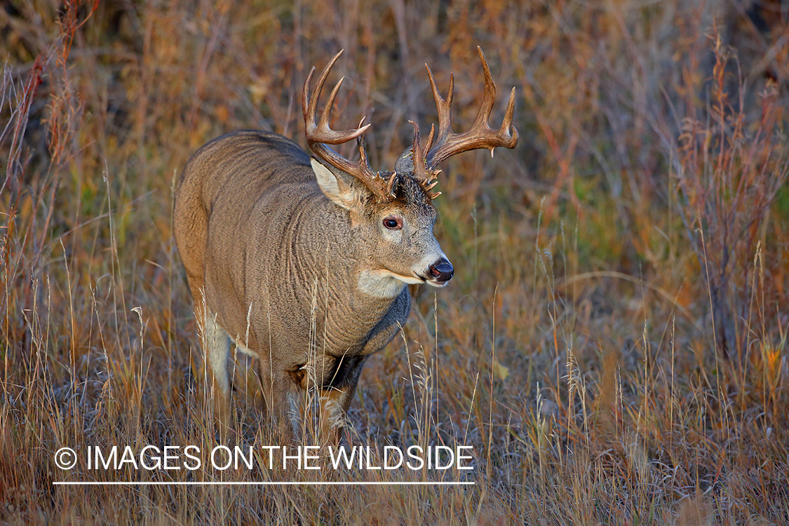 White-tailed buck in field.