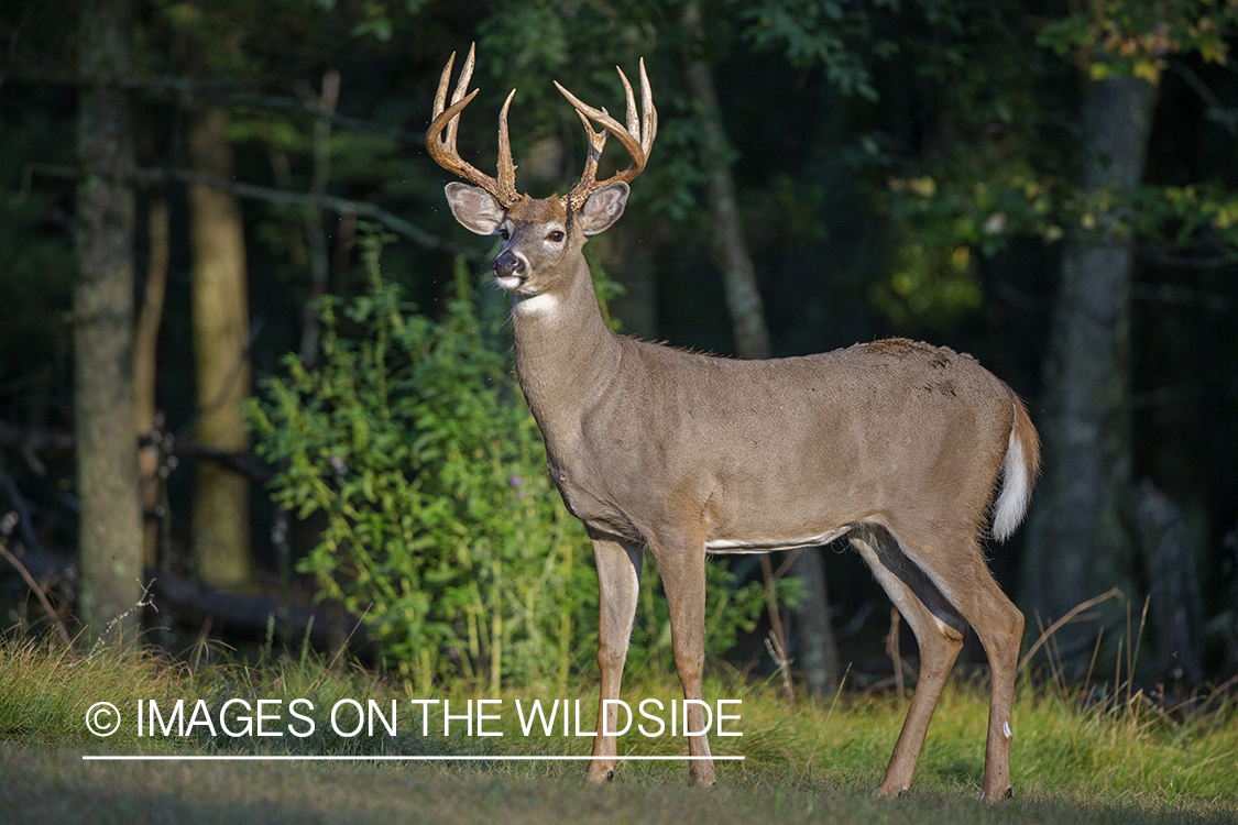 White-tailed buck in the Rut.