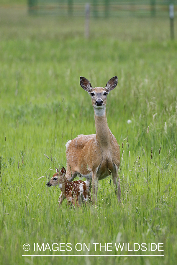 White-tailed doe with fawn.