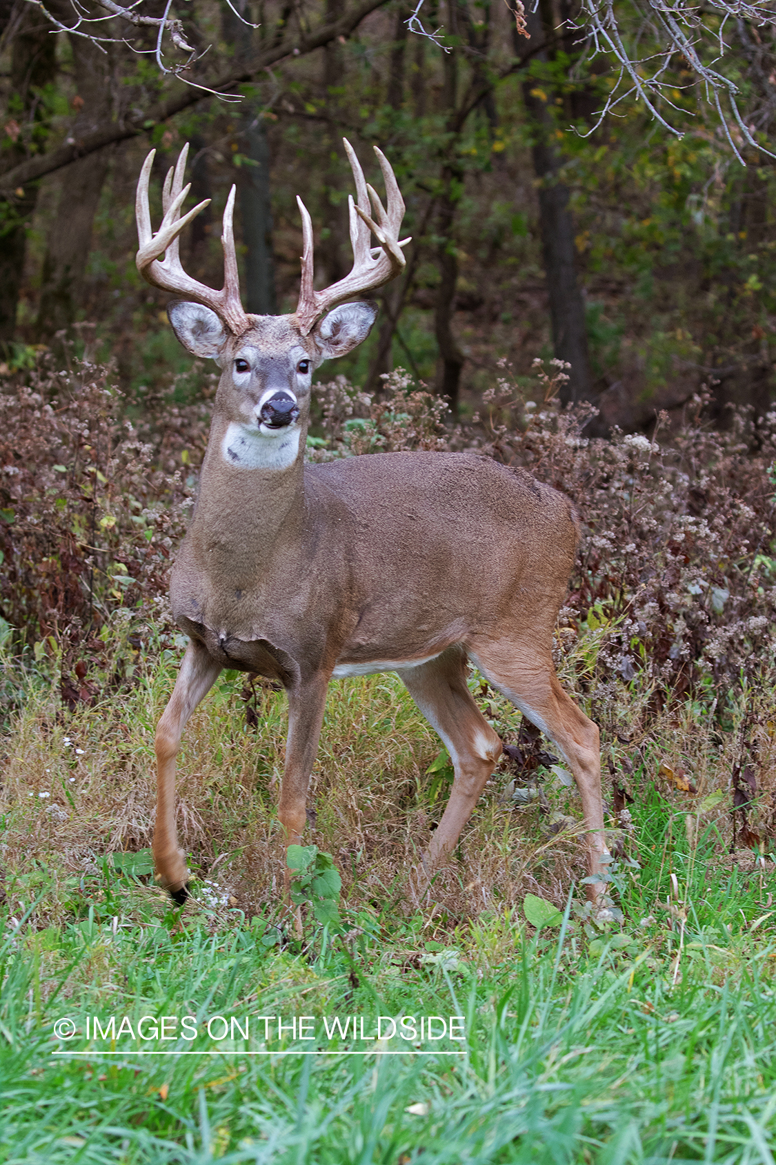 White-tailed deer in field.