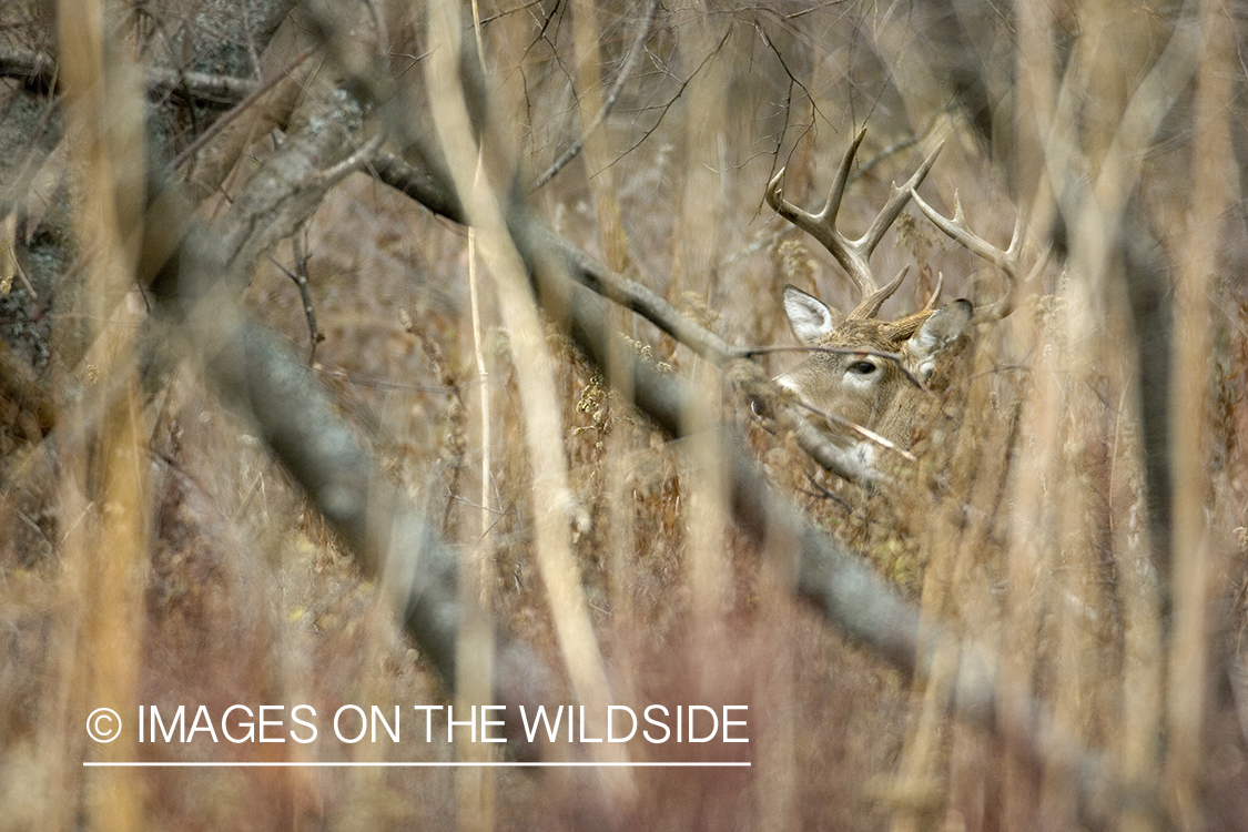 White-tailed buck through thick brush.