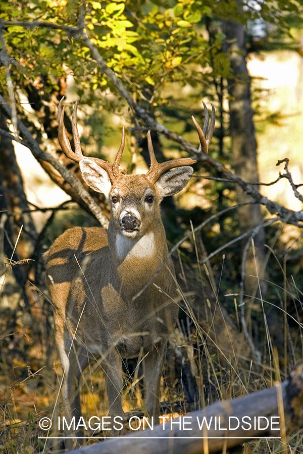 White-tailed deer in habitat