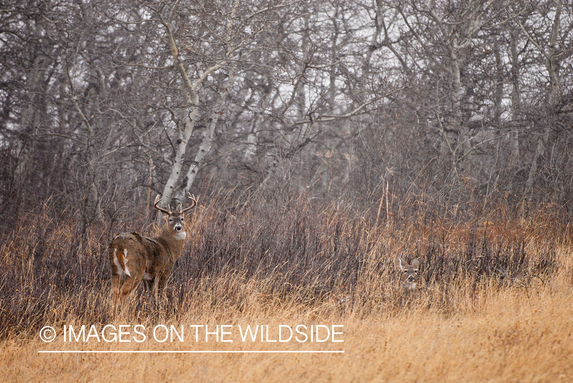 Whitetail Buck and Doe