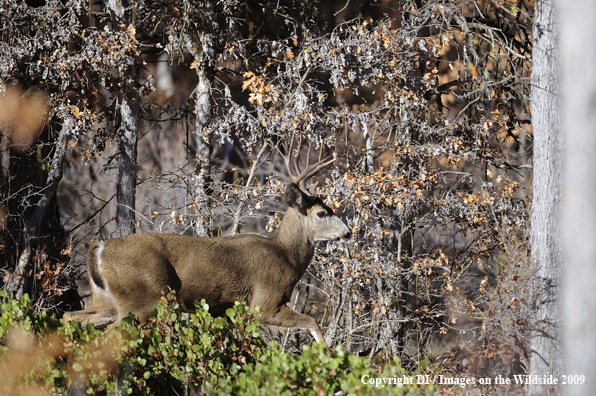 Blacktail buck in habitat.