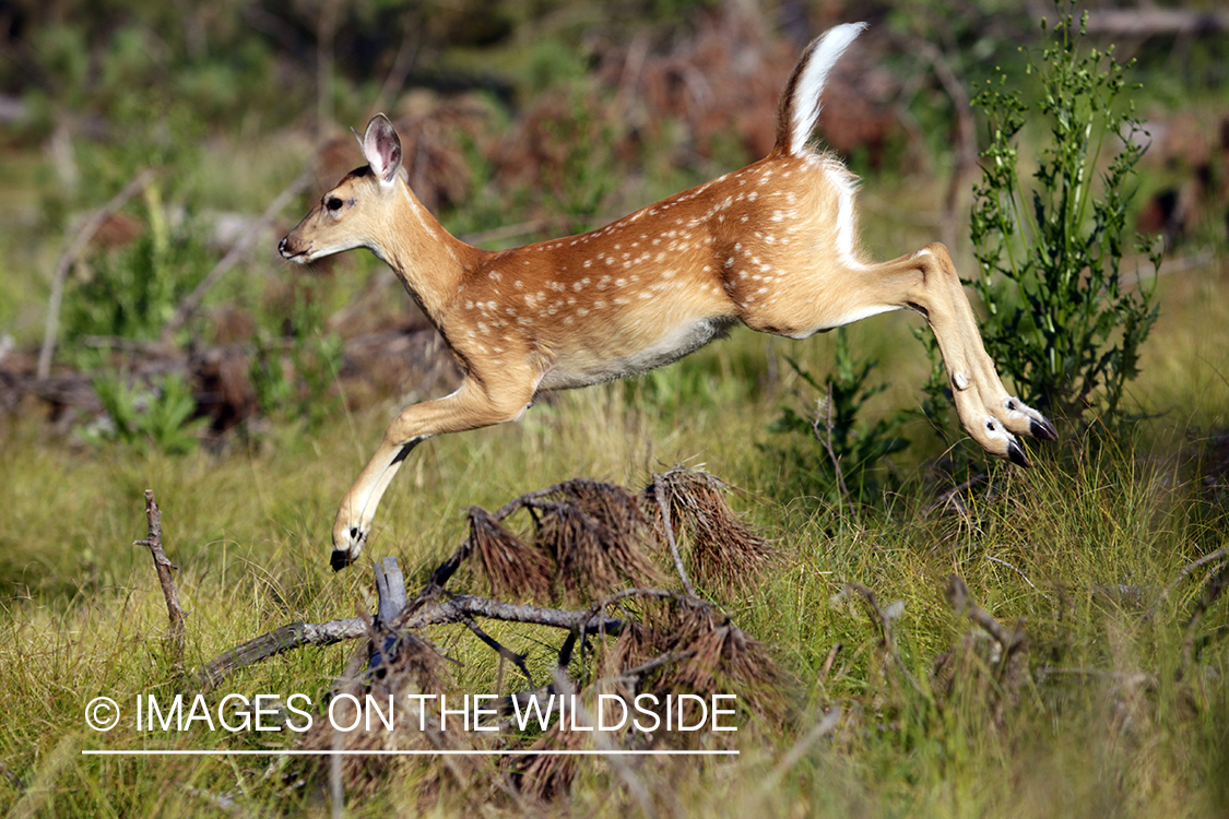 White-tailed fawn in habitat. 