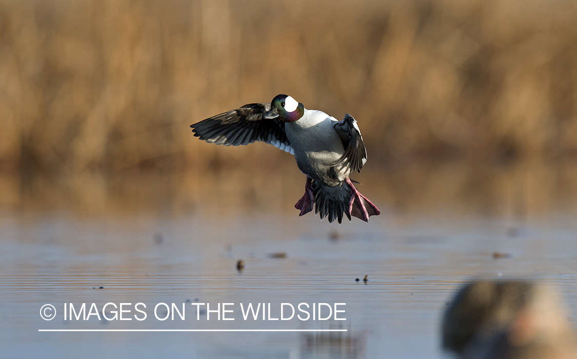 Bufflehead in flight.