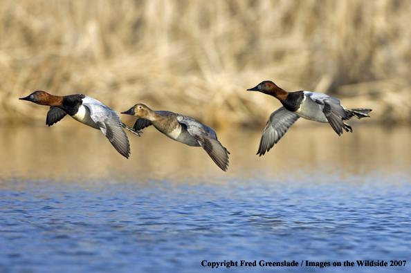 Canvasback in habitat