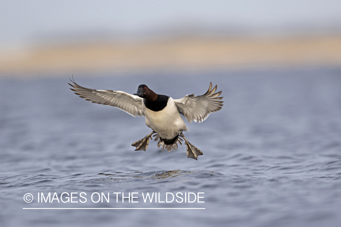 Canvasback in flight.