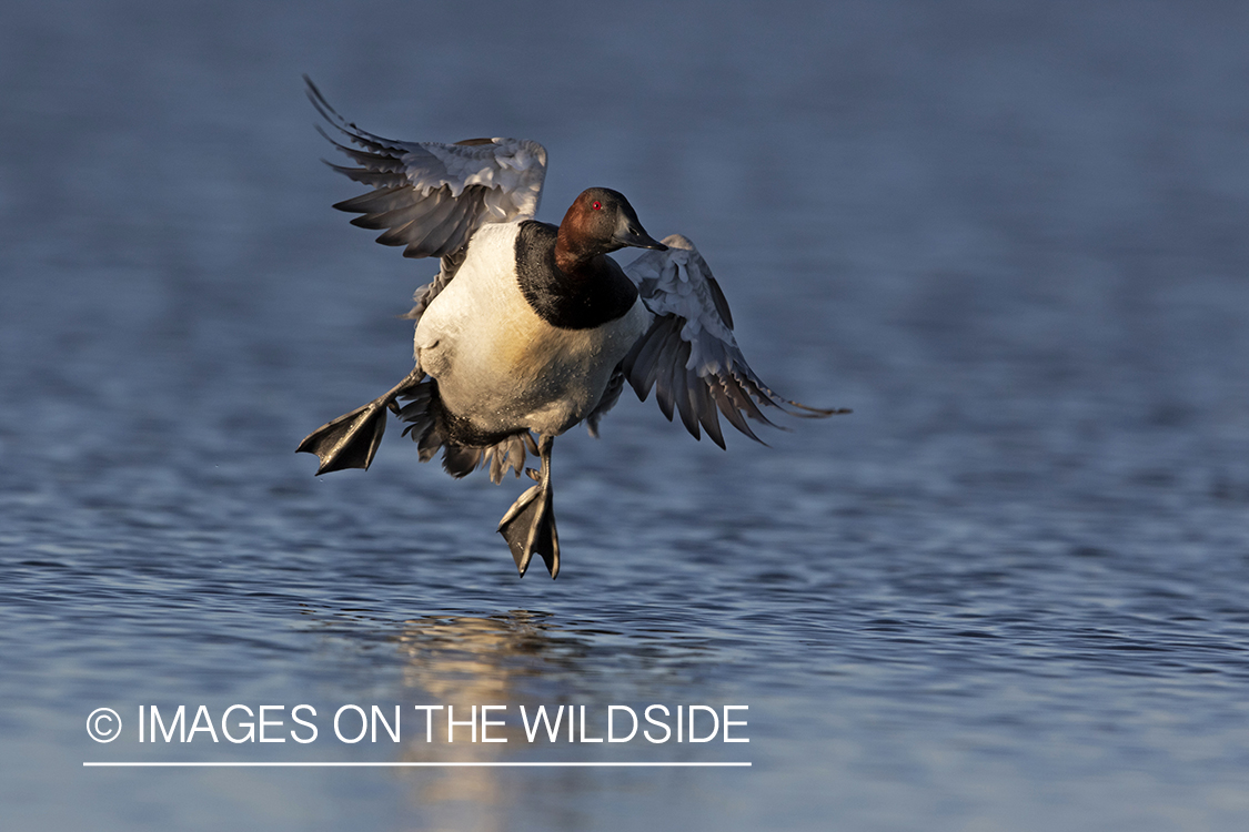 Canvasback drake landing on water.