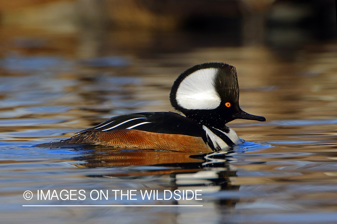 Hooded Merganser on water.