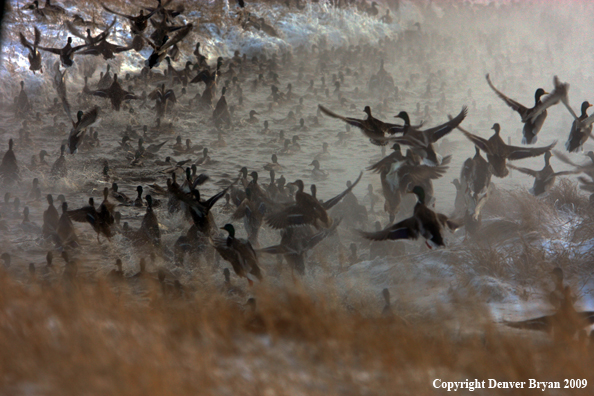 Mallard Ducks/Flock