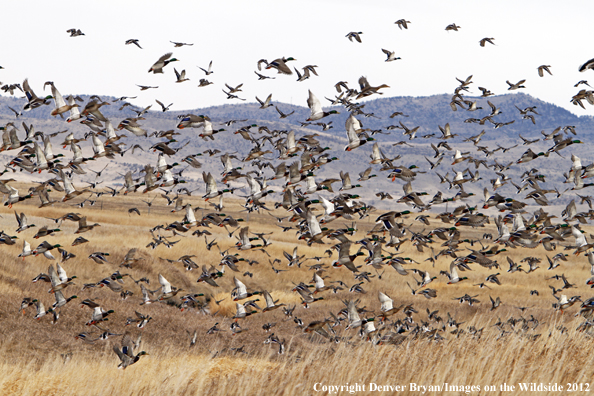 Large flock of mallards in flight. 