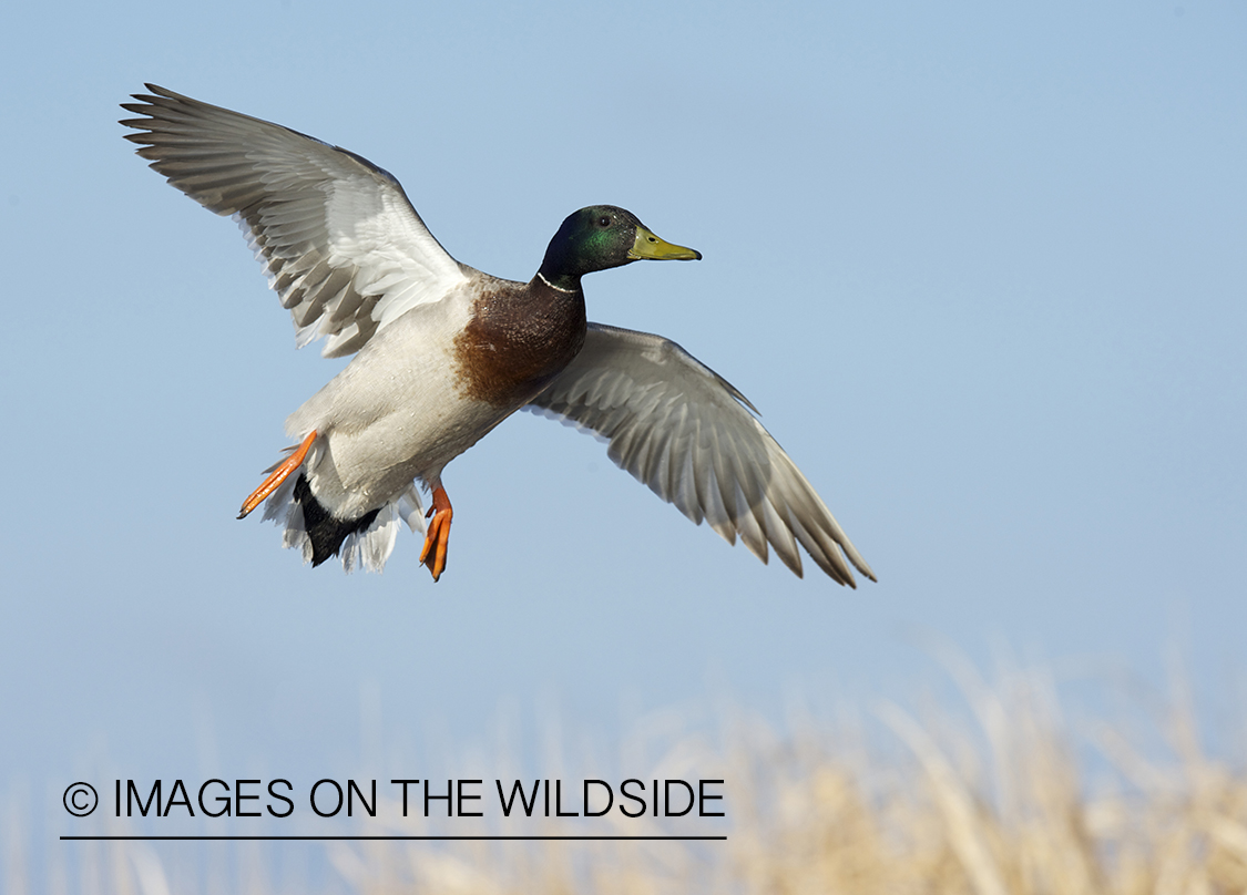 Mallard duck in flight.