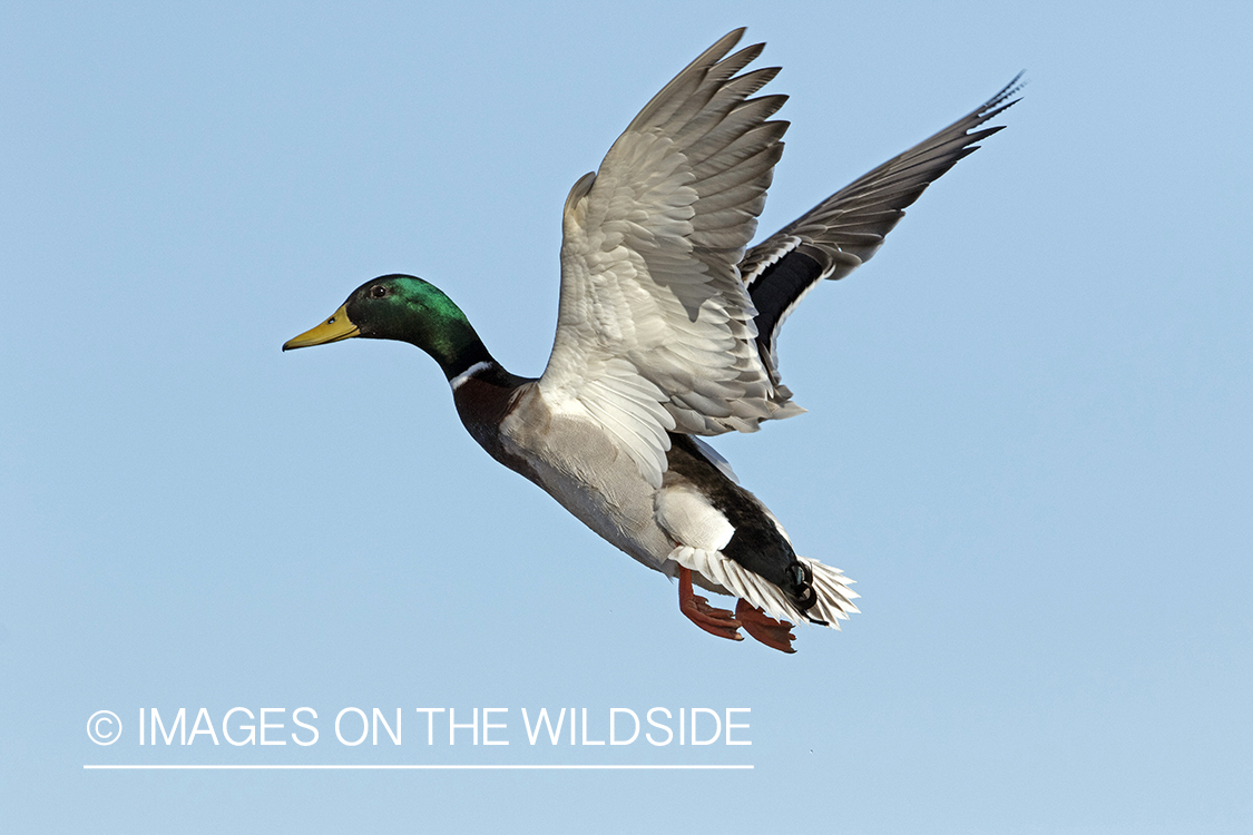 Mallard drake in flight.