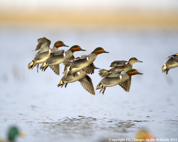 Green-winged Teal flock in flight. 