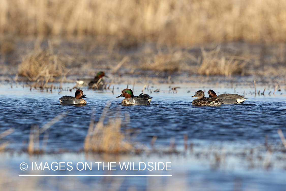 Green-winged Teal on pond.