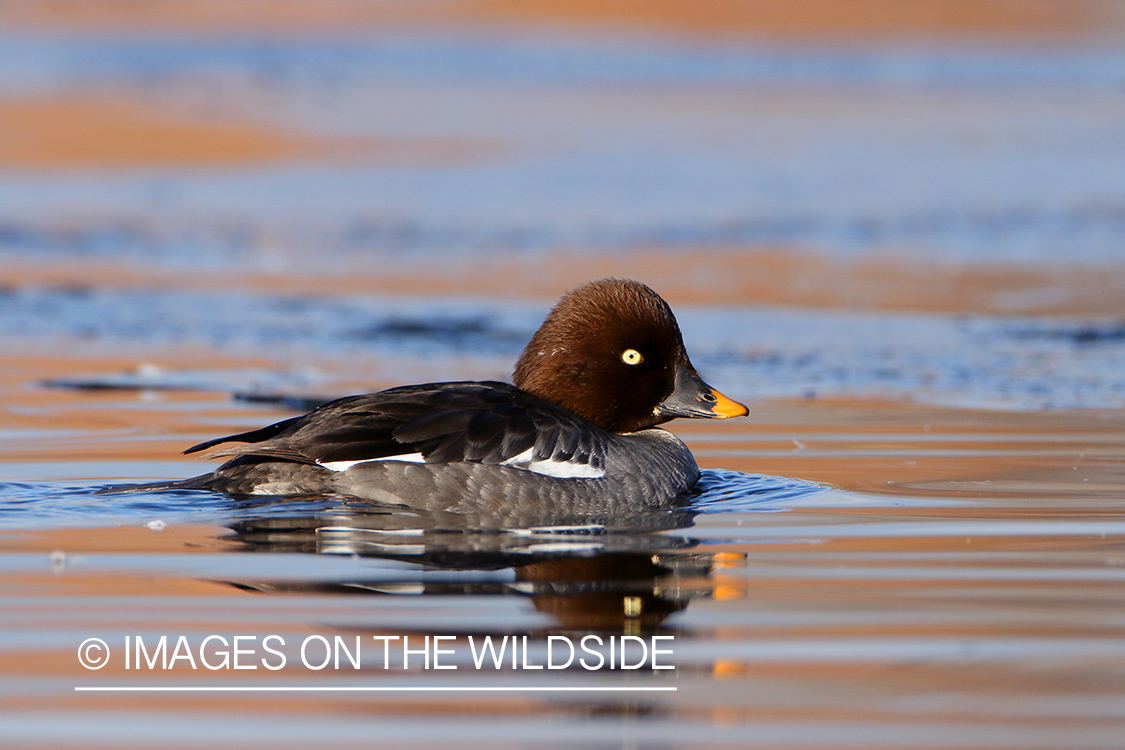 Common Goldeneye Hen