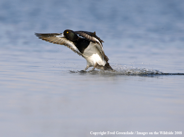 Lesser Scaup Landing