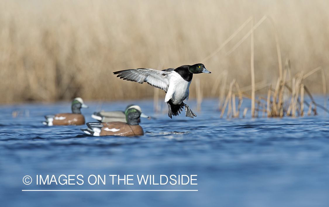 Greater Scaup in flight ear decoys.